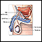 Vasectomía - serie - Anatomía normal