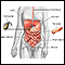 Digestive system