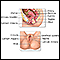 Anatomía reproductora femenina