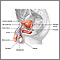 Anatomía reproductora masculina