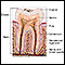 Anatomía del diente