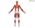 Muscle types - Animation
                    