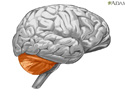 Componentes del cerebro - Animación
                    