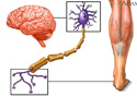 Nerve conduction - Animation
                    