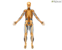 Skeletal system components - Animation
                    