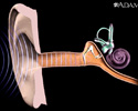 Hearing and the cochlea - Video
                                      