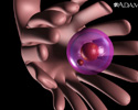 Ovulation - Animation
                    