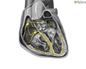 Cardiac conduction system - Animation
                    