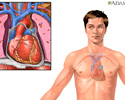 Cardiovascular system - Animation
                    