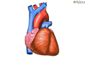Latidos cardíacos - Animación
                    