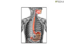 Peristalsis - Animation
                    