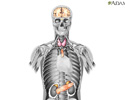 Endocrine glands - Animation
                    