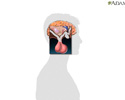 Glándula pituitaria - Animación
                    