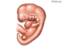 Desarrollo del oído en el feto - Animación
                    