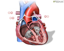 Heart formation - Video
                                      
