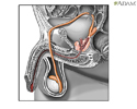 Sperm production - Animation
                    