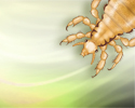Getting rid of lice in the home - Animation
                    