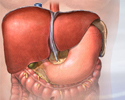 Hepatitis B - Animation
                    