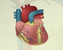 Cardiac arrhythmia - conduction system overview - Animation
                        