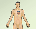 Electrocardiogram (ECG) test overview - Animation
                        