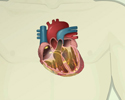 Electrocardiogram - ECG - recording - Animation
                        