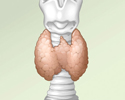 The effects of thyroid disease - Animation
                        