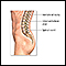 Fusión espinal - serie - Anatomía normal