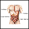 Sangrado del tracto gastrointestinal - serie - Anatomía normal