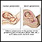 <div class=media-desc><strong>Presentaciones de parto</strong><p>La presentación cefálica (la cabeza primero) es la que se considera normal, pero el parto de nalgas (los pies o las nalgas primero) puede ser muy difícil e incluso peligroso para la madre y el bebé.</p></div>