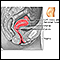 Vista sagital lateral del aparato reproductor femenino
