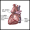 Arterias cardíacas posteriores
