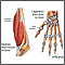 Tendones y ligamentos