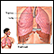 Diafragma y pulmones