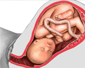 <div class=media-desc><strong>Fetus at 30 to 32 weeks</strong><p>At 30 to 32 weeks, a fetus has increased central nervous system control over body functions and rhythmic breathing movements. It is still developing lungs and is partially in control of body temperature.</p></div>