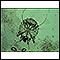 Microfotografía del ácaro de la escabiosis