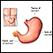 Anatoma del estmago