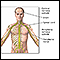 Sistema nervoso central e sistema nervoso periférico