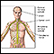 <div class=media-desc><strong>Central nervous system and peripheral nervous system</strong><p>The central nervous system comprises the brain and spinal cord. The peripheral nervous system includes nerves outside the brain and spinal cord.</p></div>