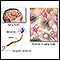 <div class=media-desc><strong>Alzheimer disease</strong><p>Aged nervous tissue is less able to rapidly communicate with other neural tissues.</p></div>
