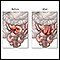 Antes y después de anastomosis del intestino delgado