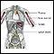 Immune system structures