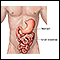 Estómago e intestino delgado
