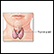 Anatomía de la tiroides en el niño