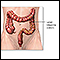 Anatomía del intestino delgado