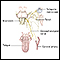 Neuralgia glosofaríngea