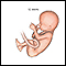 <div class=media-desc><strong>Fetus (12 weeks old)</strong><p>A fetus at 12 weeks can make a fist and suck its thumb.</p></div>