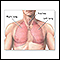 Normal lung anatomy