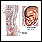 <div class=media-desc><strong>Early weeks of pregnancy</strong><p>The first trimester of a pregnancy is a time of incredible growth and development. A 7-week fetus will have begun to develop all essential organs.</p></div>