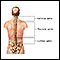 Anatomía posterior de la columna vertebral